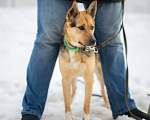 Собаки в Москве: Тина Девочка, Бесплатно - фото 2