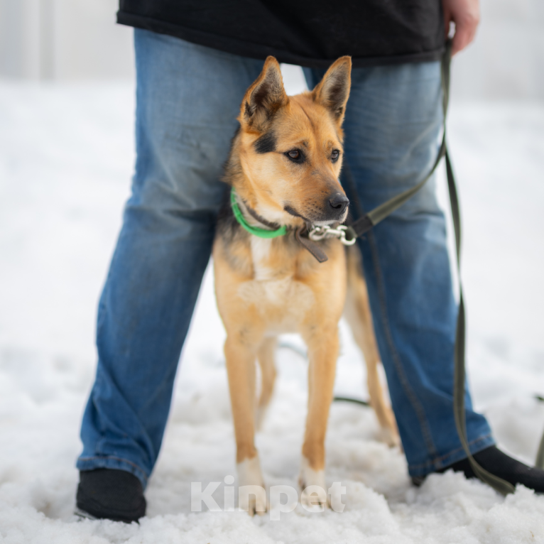 Собаки в Москве: Тина Девочка, Бесплатно - фото 2