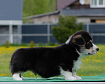 Собаки в Твери: Щенки вельш-корги-пемброк Мальчик, Бесплатно - фото 4