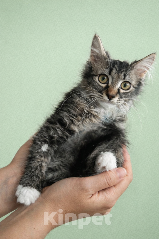 Кошки в Москве: Малыши ищут мам-пап Разнополые, Бесплатно - фото 5