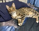 Кошки в Талдоме: Кот Бенгальский  Продам Мальчик, 10 000 руб. - фото 2