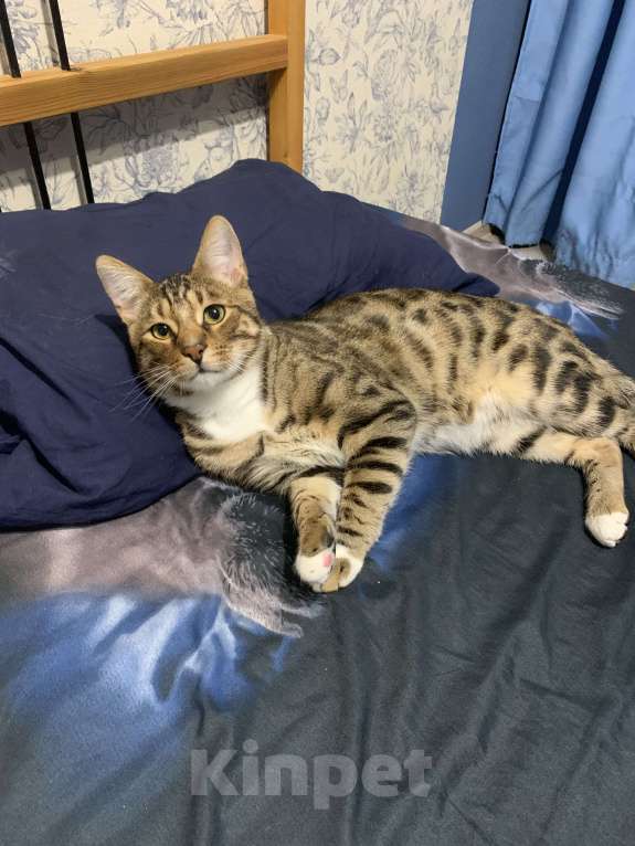 Кошки в Талдоме: Кот Бенгальский  Продам Мальчик, 10 000 руб. - фото 2