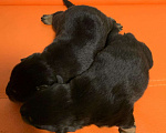 Собаки в Тюмени: Щенки ротвейлера, 25 000 руб. - фото 5