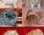 Кошки в Новохоперске: Экзотические и персидские, 10 000 руб. - фото 1