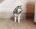 Собаки в Москве: Аляскинский кли-кай Найда в добрые руки Девочка, Бесплатно - фото 3