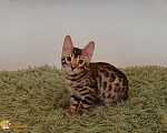 Кошки в Москве: Бенгальский котенок Мальчик, 25 000 руб. - фото 1