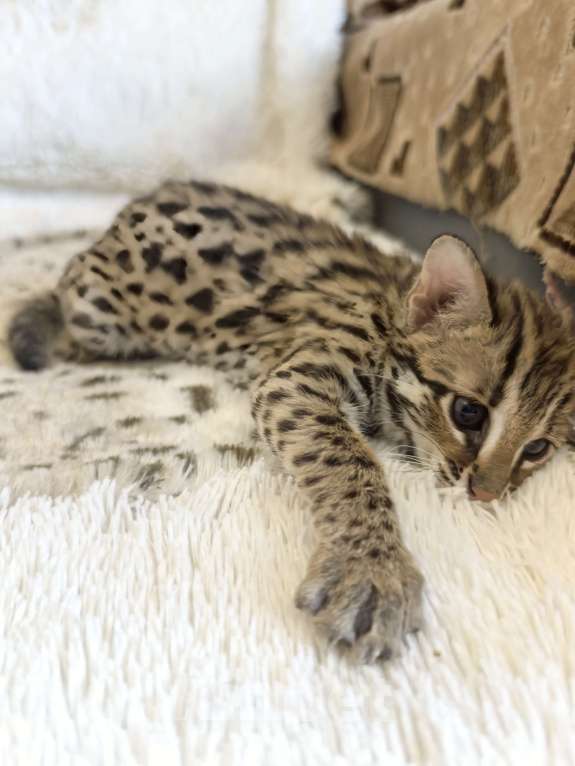 Кошки в Москве: Азиатский леопардовый кот Мальчик, Бесплатно - фото 2