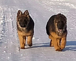 Собаки в других городах Красноярского края: щенки немецкой овчарки длинники Девочка, 45 000 руб. - фото 1