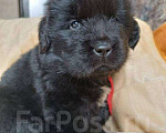 Собаки в Артеме: Продаются щенки ньюфаундленда Мальчик, Бесплатно - фото 1
