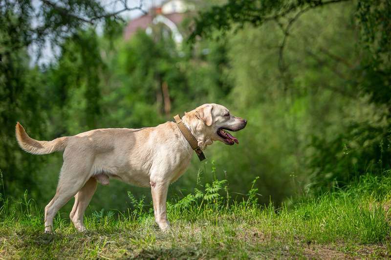 Собаки в Москве: Лабрадор Сева в добрые руки Мальчик, Бесплатно - фото 3