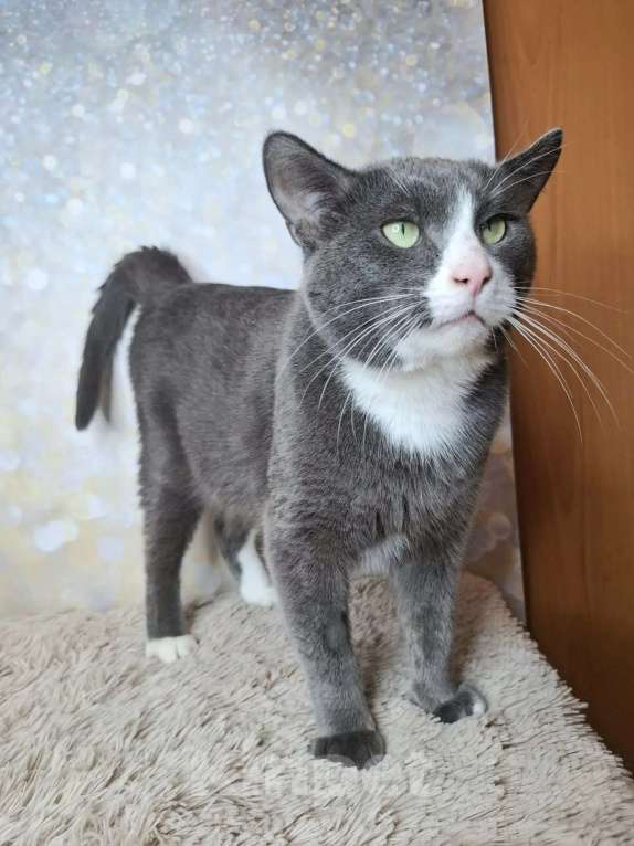 Кошки в Москве: Кот бело-голубого в добрые руки Мальчик, Бесплатно - фото 2