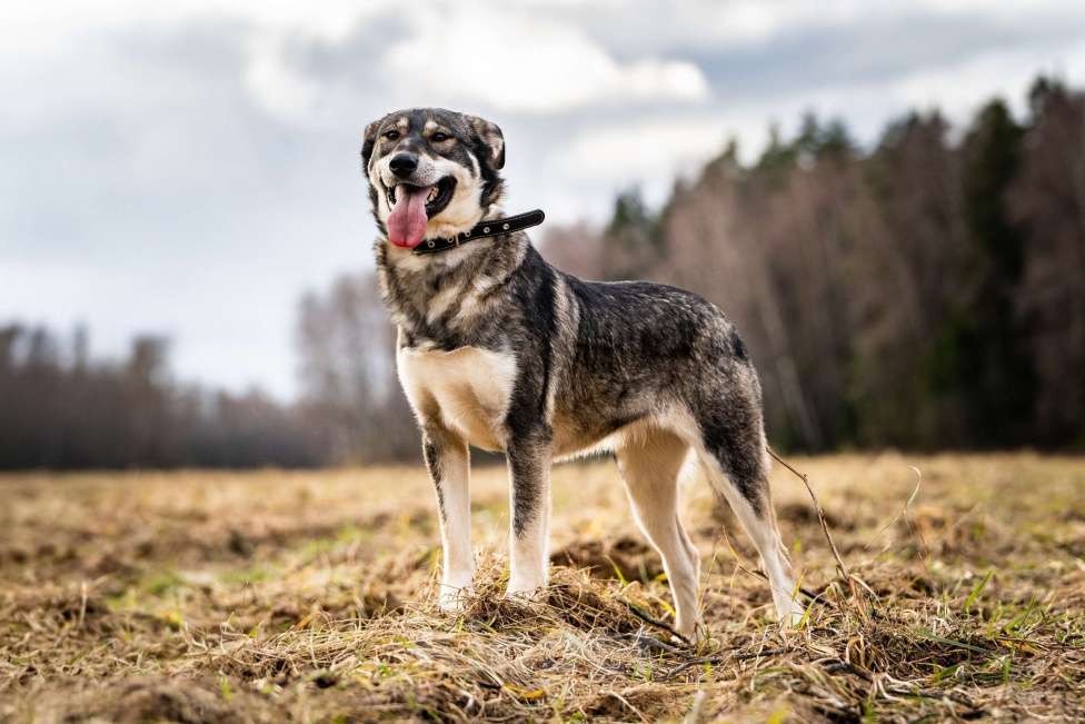 Собаки в Клине: Кайя — собака, полная радости Девочка, Бесплатно - фото 5