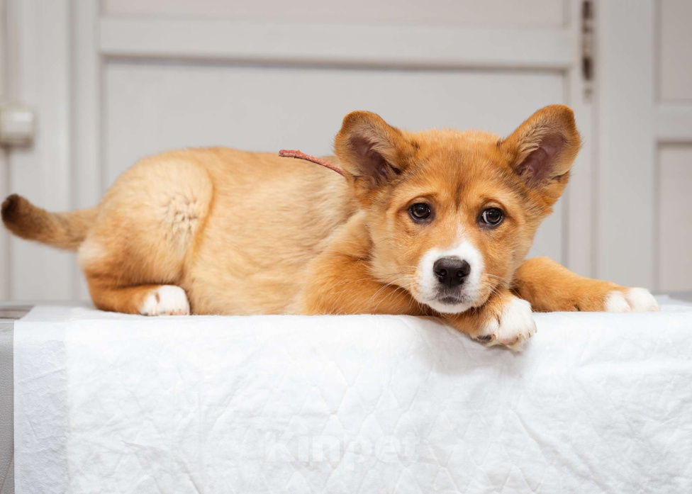 Собаки в Москве: Девочка, 2.5 - 3 месяца ищет дом Девочка, Бесплатно - фото 1