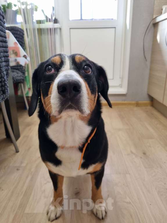 Собаки в Москве: Вязка кобеля Мальчик, Бесплатно - фото 5