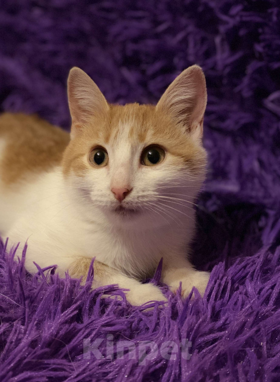 Кошки в Москве: Диана, 3 месяца, в добрые руки Девочка, Бесплатно - фото 1