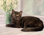 Кошки в Москве: Черный красавец Мальчик, 40 000 руб. - фото 3