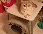 Кошки в Курганинске: Пропала британская кошка Девочка, Бесплатно - фото 6