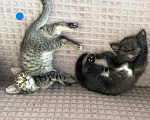 Кошки в Уфе: Котята, 2 мес Девочка, Бесплатно - фото 5