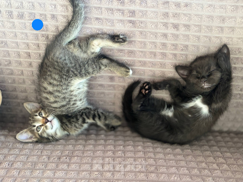 Кошки в Уфе: Котята, 2 мес Девочка, Бесплатно - фото 5