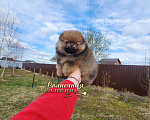 Собаки в Москве: Шпиц померанский яркая девочка оранж соболь Девочка, Бесплатно - фото 1