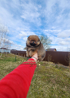 Шпиц померанский яркая девочка оранж соболь