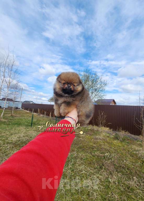 Собаки в Москве: Шпиц померанский яркая девочка оранж соболь Девочка, Бесплатно - фото 1