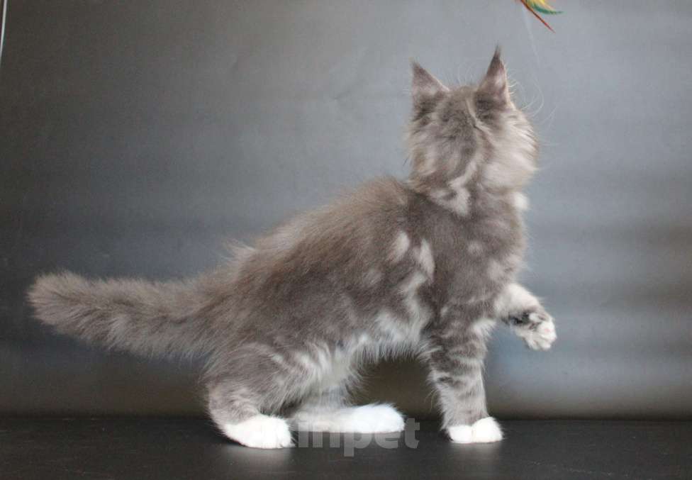 Кошки в Екатеринбурге: Даймонд Димочка Мальчик, 50 000 руб. - фото 8