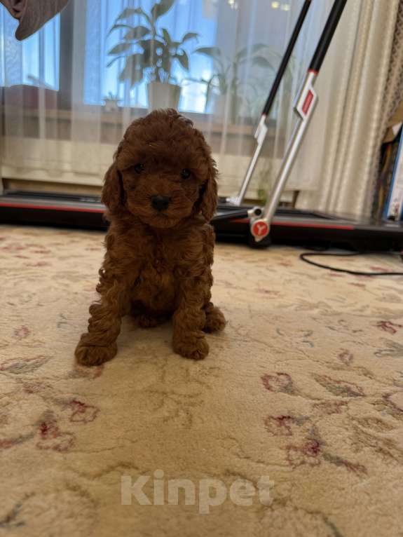 Собаки в Новосибирске: Той пудель девочка (документы РКФ) Девочка, 180 000 руб. - фото 2