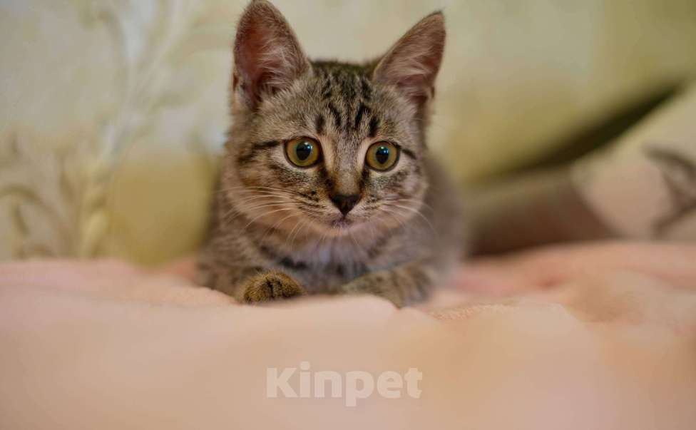 Кошки в Москве: Мелисса в поисках дома Девочка, Бесплатно - фото 1