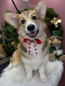 Вельш корги пемброк, щенок