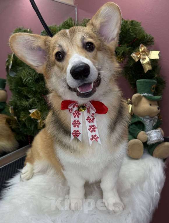 Собаки в Барнауле: Вельш корги пемброк, щенок Мальчик, 20 000 руб. - фото 1