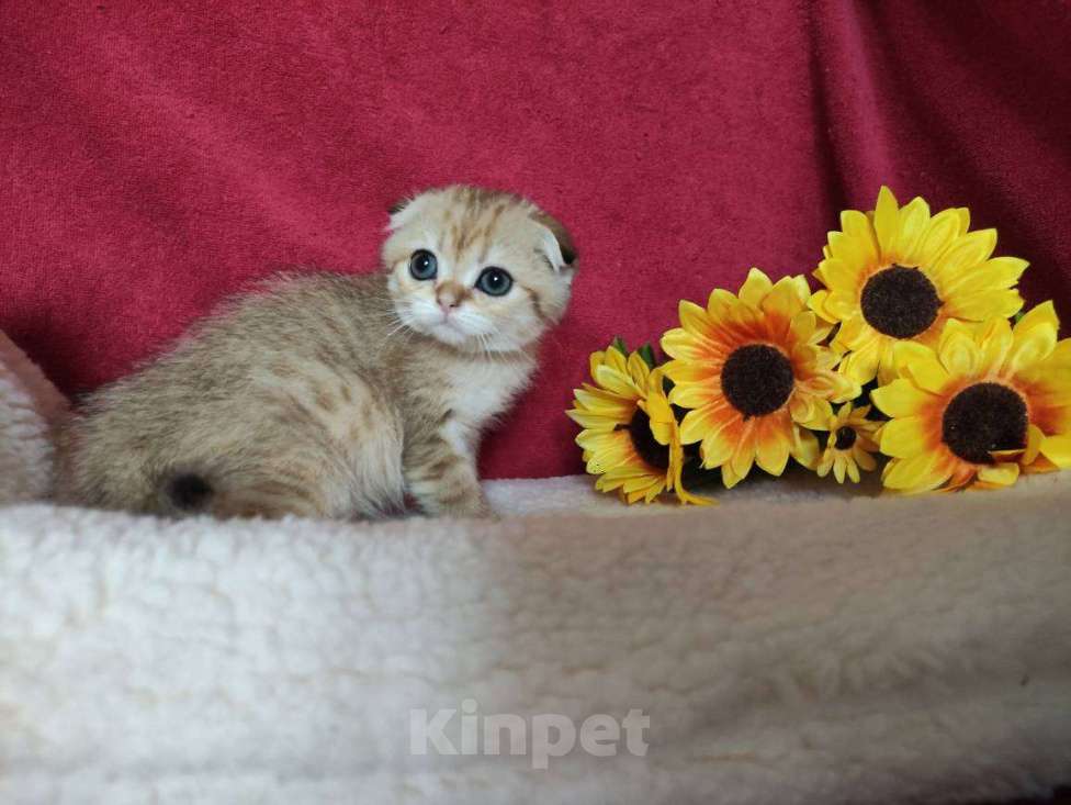 Кошки в Казани: Шотландская вислоухая золотая кошечка Ивори Девочка, 30 000 руб. - фото 2