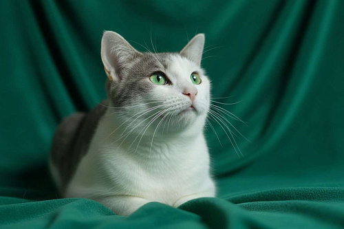 💚 Ищем любящих и заботливых хозяев для котика 💚