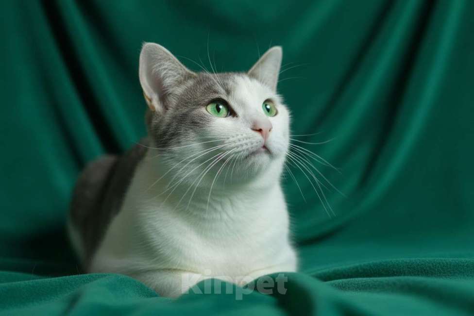 Кошки в Голицыно: 💚 Ищем любящих и заботливых хозяев для котика 💚 Мальчик, Бесплатно - фото 1