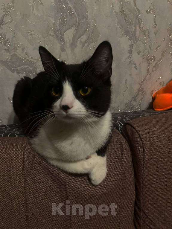 Кошки в Москве: Котик Диего Мальчик, Бесплатно - фото 2