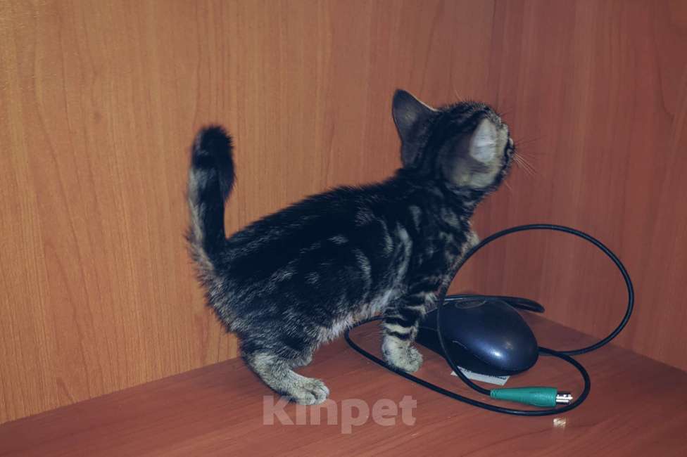 Кошки в Туле: Бенгальский котёнок мрамор на серебре Девочка, 7 000 руб. - фото 4