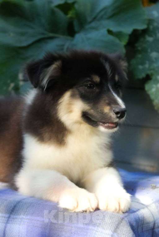 Собаки в Москве: Австралийская овчарка щенок (аусси)  Мальчик, 45 000 руб. - фото 5