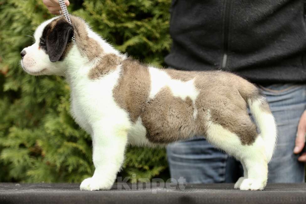 Собаки в Костроме: Щенки Сенбернара (Гигант, Друг, Сторож, няня) Девочка, Бесплатно - фото 7