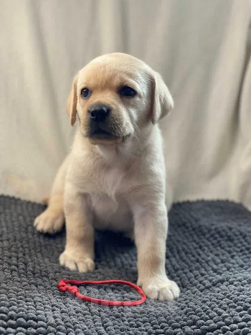 Собаки в Санкт-Петербурге: Палевые щенки Лабрадора-Ретривера  Мальчик, 19 000 руб. - фото 7