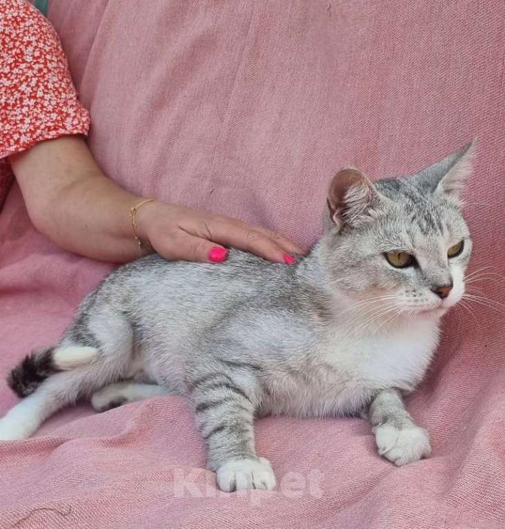 Кошки в Москве: Британская серебристая шиншилла Белка в добрые руки Девочка, 1 руб. - фото 3