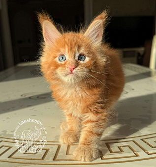 Котенок мейн кун из питомника.