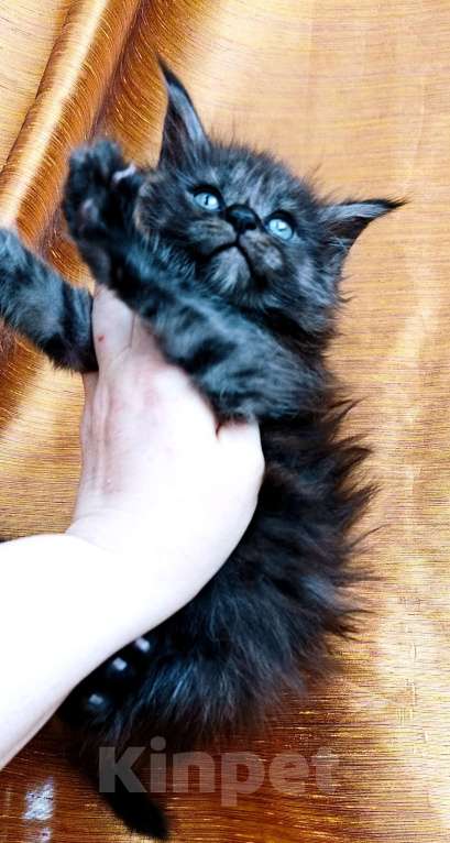 Кошки в Москве: Мейн кун мальчик Мальчик, 45 000 руб. - фото 3