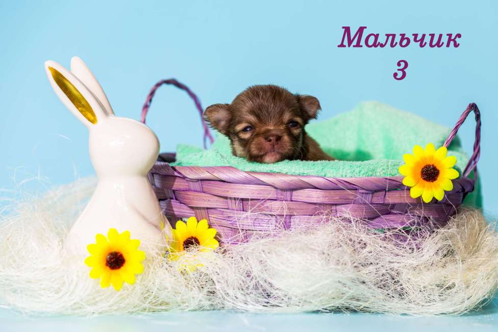 Собаки в Казани: щенки чихуахуа Мальчик, 50 000 руб. - фото 3