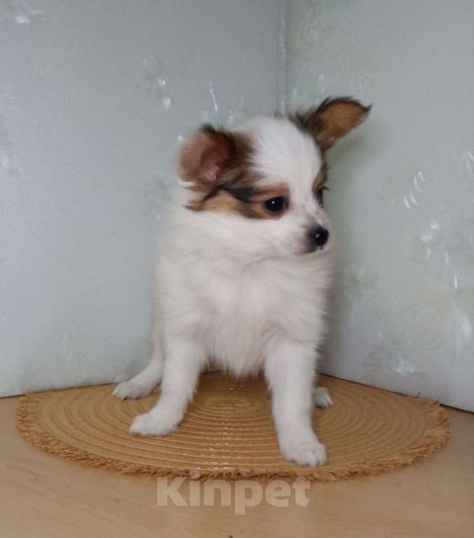 Собаки в Москве: Малышка-папийон интересного окраса Девочка, Бесплатно - фото 3