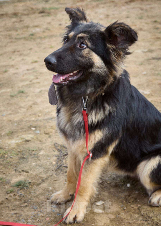 Собаки в Дмитрове: Яшма Девочка, Бесплатно - фото 4