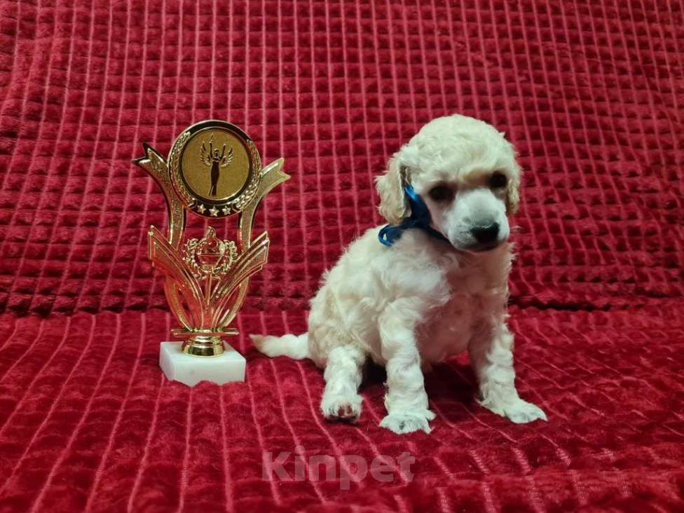 Собаки в Москве: Миниатюрный пудель белый мальчик Мальчик, 70 000 руб. - фото 4