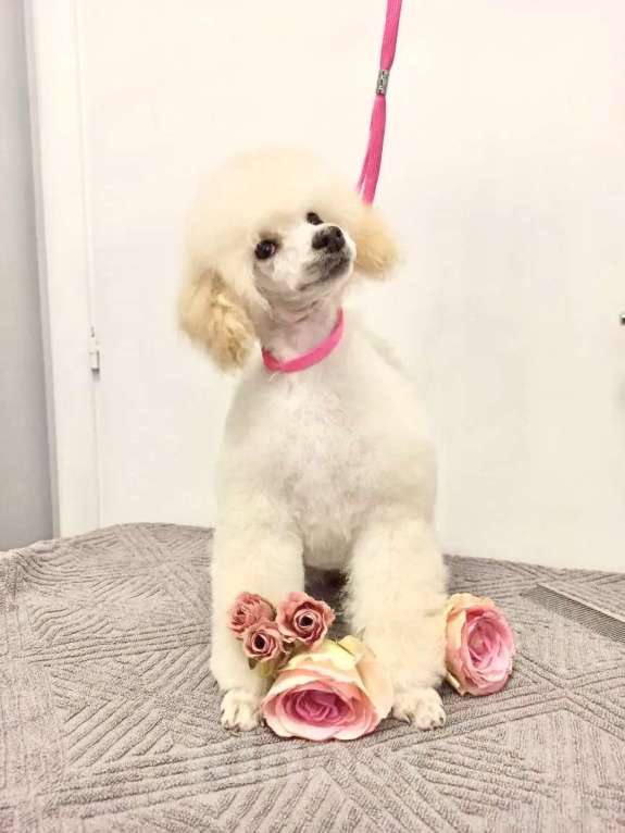 Собаки в Самаре: Щенок пуделя той/миниатюра Девочка, Бесплатно - фото 1