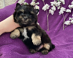 Собаки в Москве: Чёрный йорк мальчик стандарт Мальчик, 50 000 руб. - фото 5