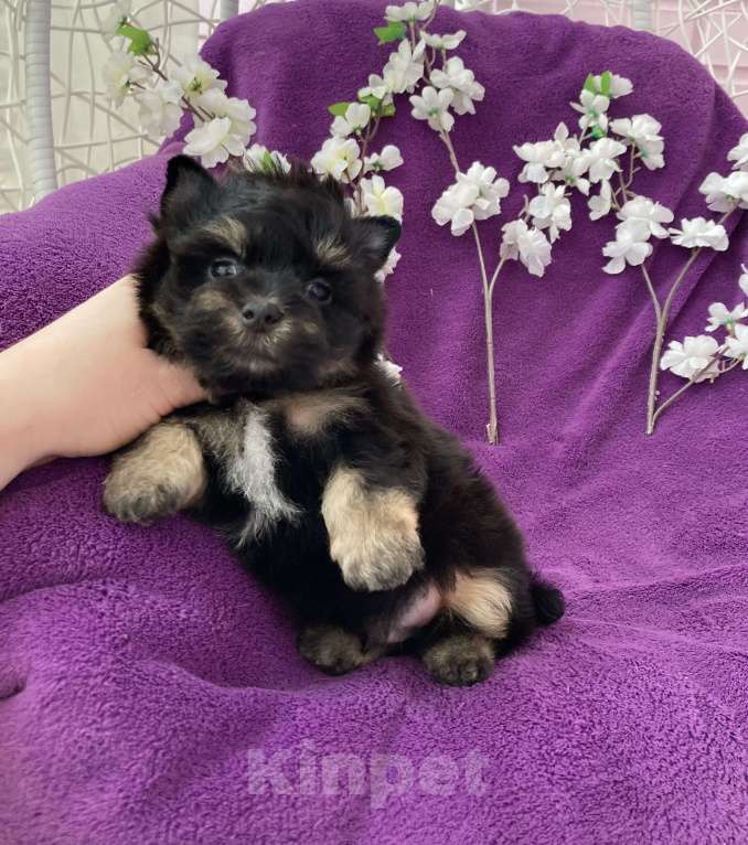 Собаки в Москве: Чёрный йорк мальчик стандарт Мальчик, 50 000 руб. - фото 5