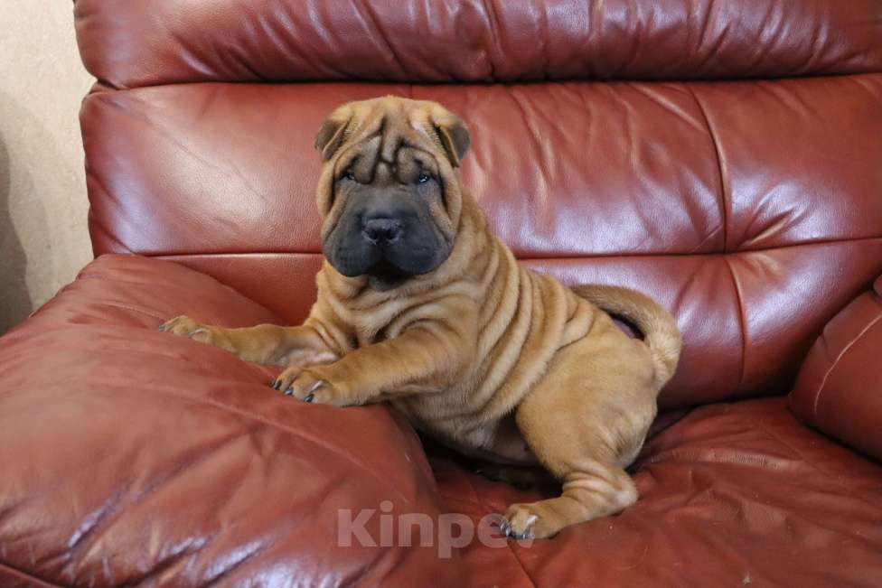Собаки в Москве: Шарпей щенки девочкА Девочка, 50 000 руб. - фото 5